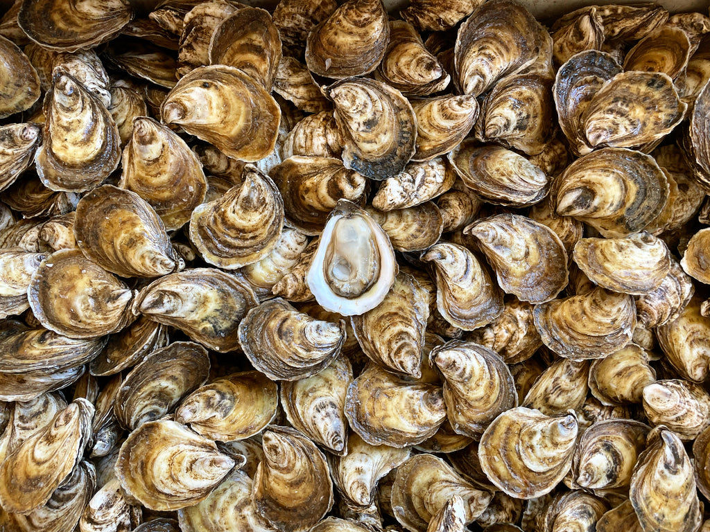 Oysters & Bubbly