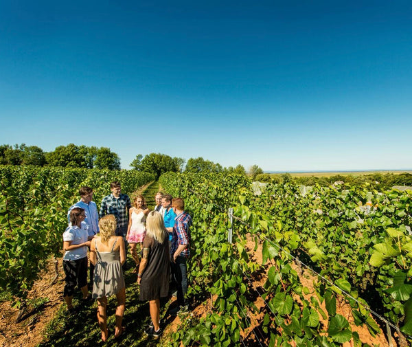People walking in the vineyard