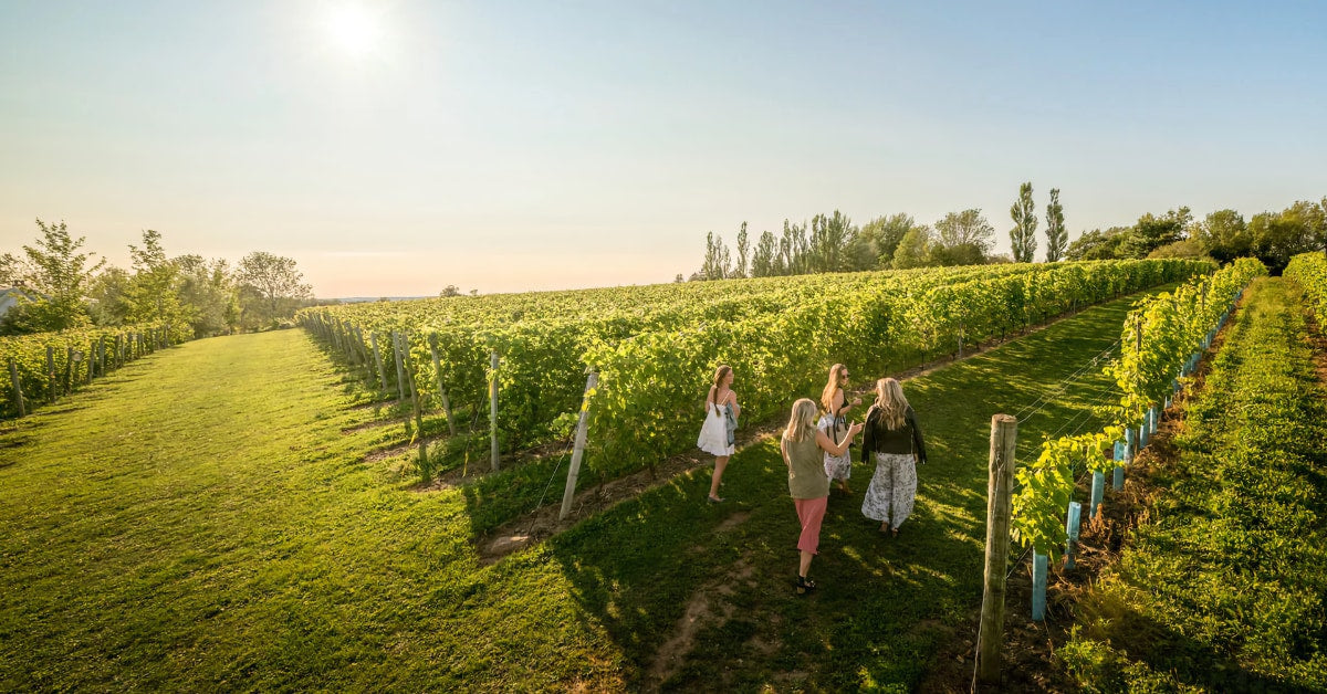 Muscat – Grand Pré Wines